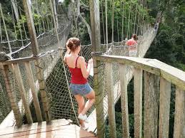 Canopy Walk